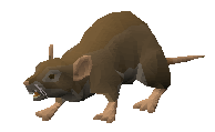 Picture of Mouse