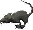 Picture of Blessed giant rat