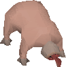 Picture of Bloodveld