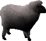 Picture of Sheep