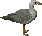 Picture of Seagull