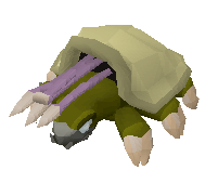 Picture of Warped Tortoise