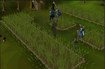 Zybez RuneScape Help's Screenshot of a Farming Patch
