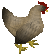 Picture of Chicken