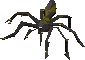 Picture of Shadow spider
