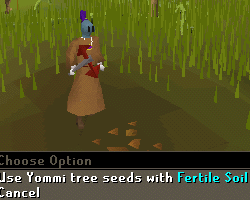 Zybez RuneScape Help's Screenshot of the Stages of the Yommi Tree